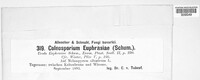 Coleosporium tussilaginis image